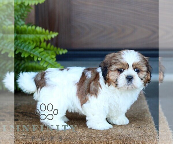 Medium Photo #3 Shih Tzu Puppy For Sale in MORGANTOWN, PA, USA