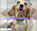 Small Beagle