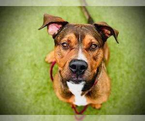 Mastador Dogs for adoption in Orlando, FL, USA