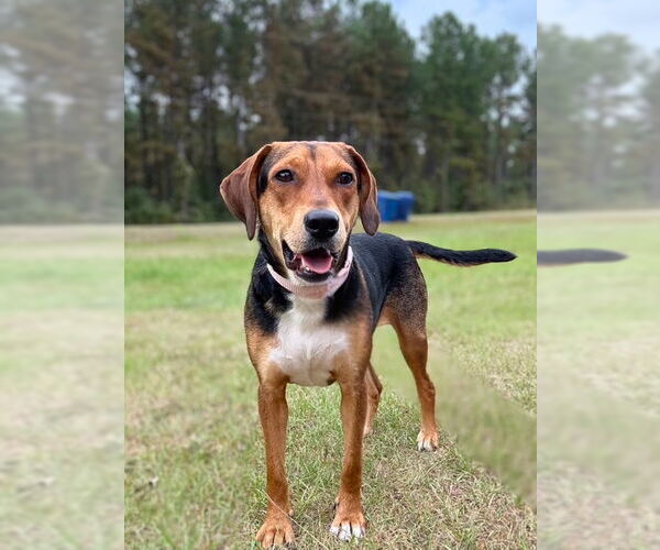 Medium Photo #7 Beagle Puppy For Sale in Dunnellon, FL, USA