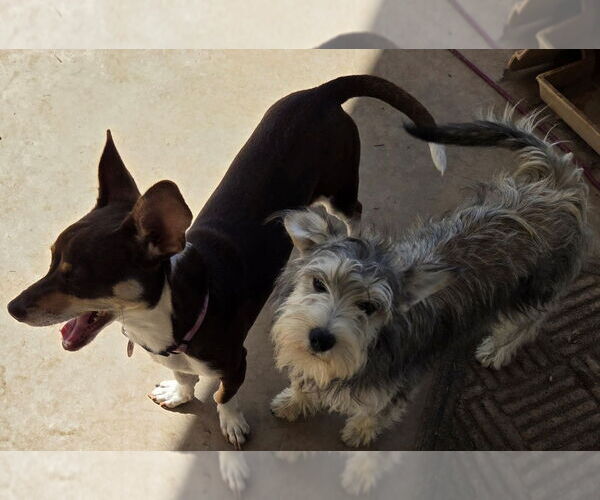 Medium Photo #3 Chiweenie Puppy For Sale in San Antonio, TX, USA