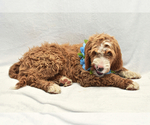 Small Photo #4 Goldendoodle Puppy For Sale in PRESCOTT VALLEY, AZ, USA