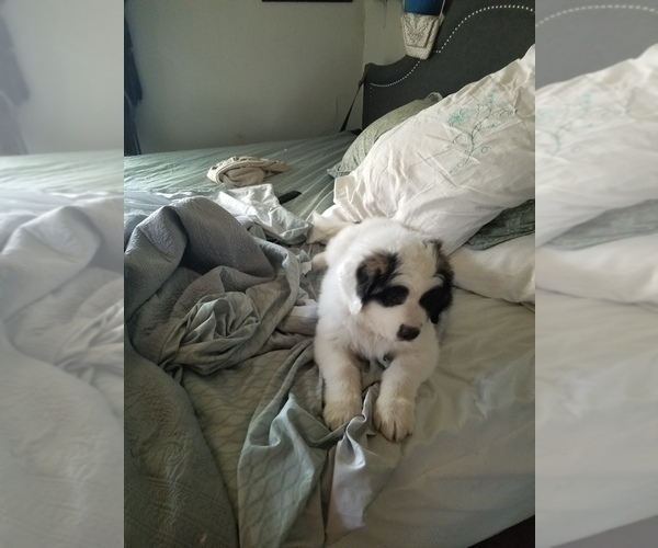 Medium Photo #7 Saint Bernard Puppy For Sale in WILLIAMSBURG, CO, USA