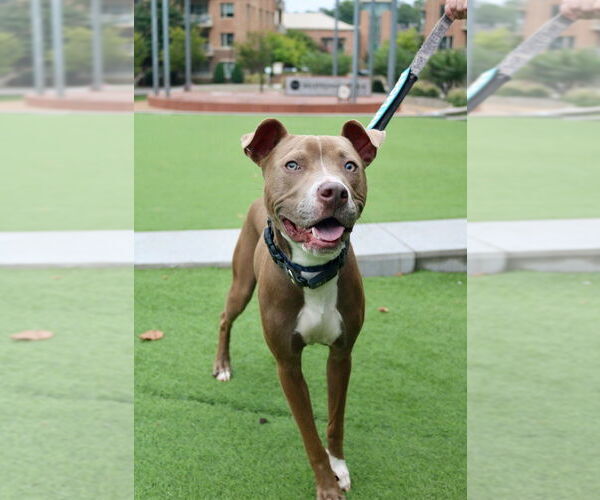 Medium Photo #13 American Pit Bull Terrier-American Staffordshire Terrier Mix Puppy For Sale in Raleigh, NC, USA
