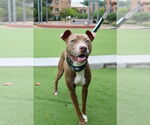 Small #12 American Pit Bull Terrier-American Staffordshire Terrier Mix