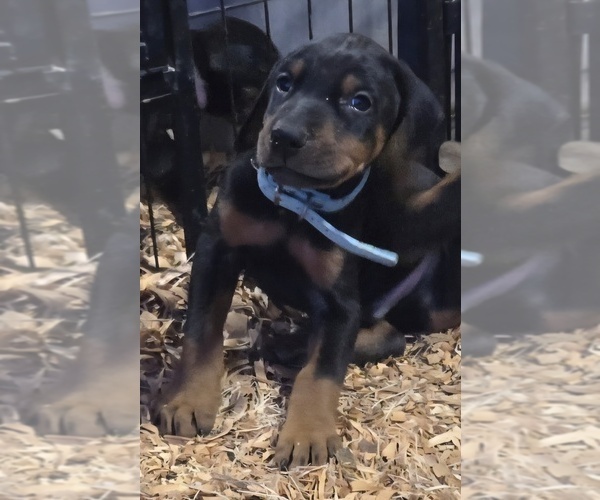 Medium Photo #9 Doberman Pinscher Puppy For Sale in BEGGS, OK, USA