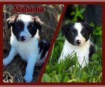 Puppy Alabama Border Collie