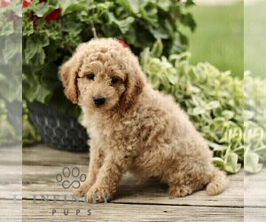 Goldendoodle (Miniature) Puppy for sale in RONKS, PA, USA