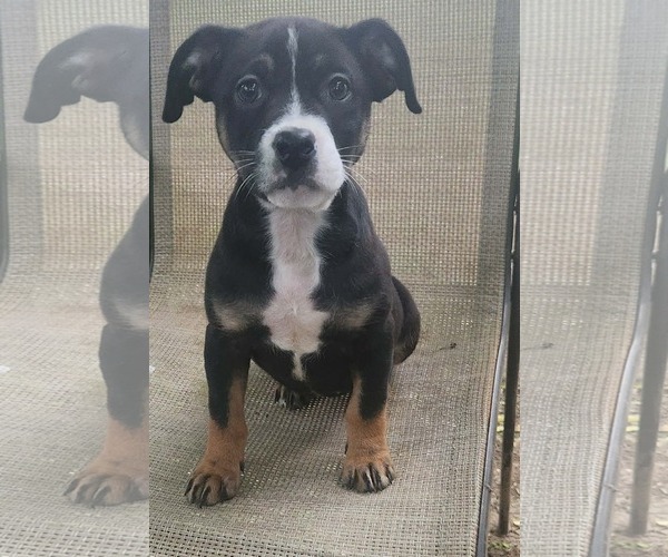 Medium Photo #2 Boxer-Unknown Mix Puppy For Sale in SHERBURNE, NY, USA