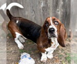 Small #2 Basset Hound