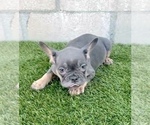 Small #6 French Bulldog