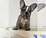Small #4 French Bulldog