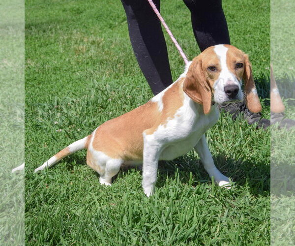 Medium Photo #2 Beagle Puppy For Sale in Huntley, IL, USA