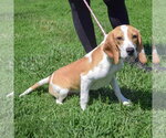 Small #1 Beagle
