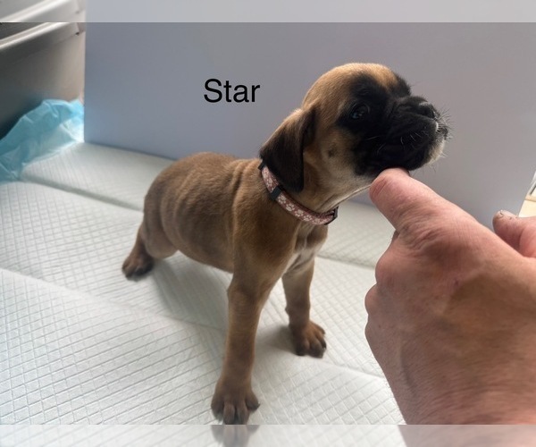 Medium Photo #5 Boxer Puppy For Sale in EUREKA, IL, USA