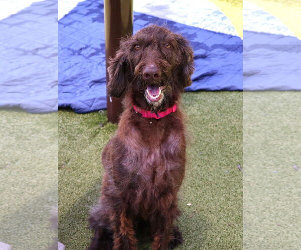 Medium Photo #12 Poodle (Standard)-Unknown Mix Puppy For Sale in Rockaway, NJ, USA