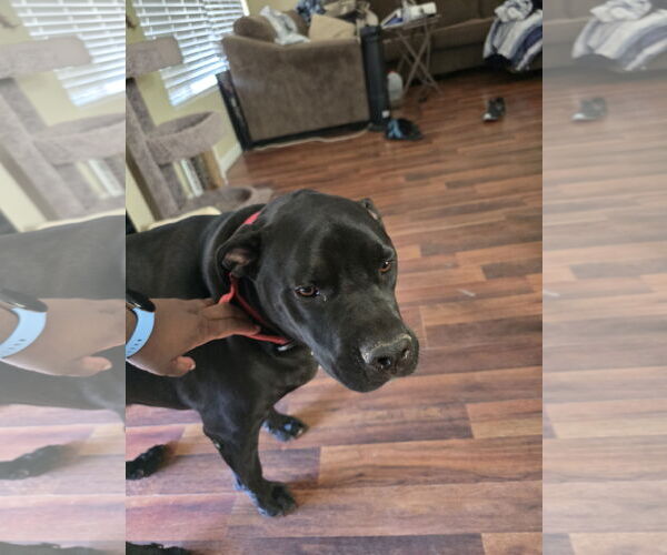 Medium Photo #2 American Pit Bull Terrier-Labrador Retriever Mix Puppy For Sale in Chandler, AZ, USA