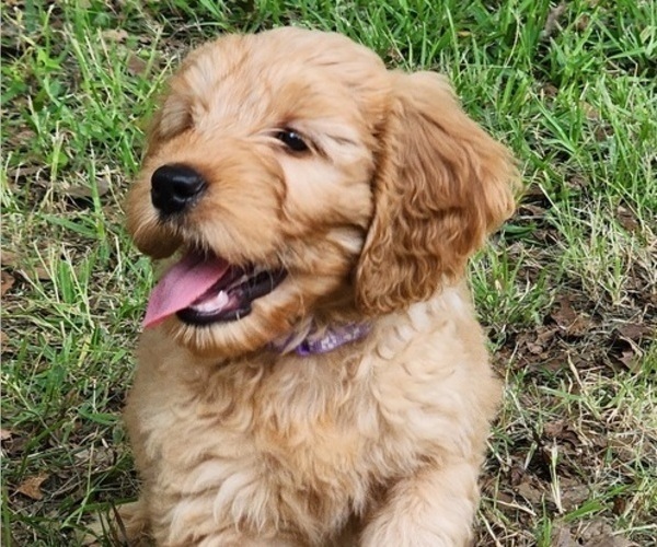 Medium Photo #2 Goldendoodle Puppy For Sale in WACO, TX, USA