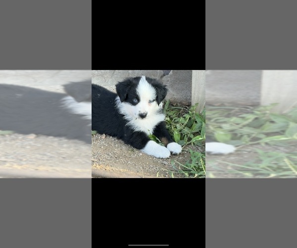 Medium Photo #2 Australian Shepherd Puppy For Sale in WHITAKERS, NC, USA