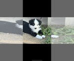 Small #1 Australian Shepherd