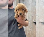 Small Photo #2 Goldendoodle (Miniature) Puppy For Sale in MCMINNVILLE, TN, USA