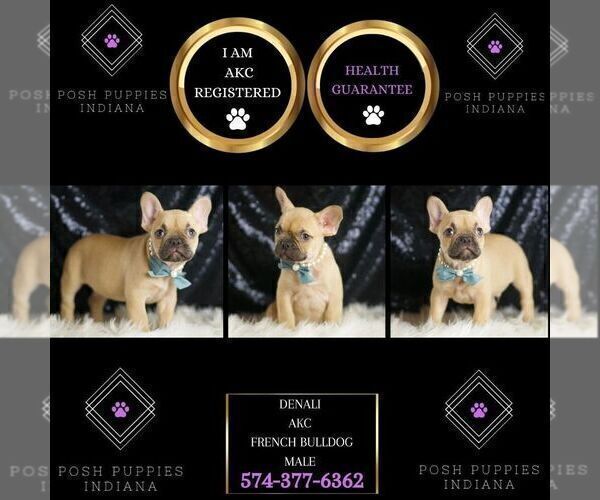 Medium Photo #67 French Bulldog Puppy For Sale in WARSAW, IN, USA