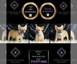 Small Photo #2 French Bulldog Puppy For Sale in WARSAW, IN, USA