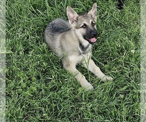 German Shepherd Dog Puppy for sale in BOKCHITO, OK, USA