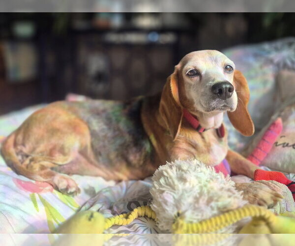 Medium Photo #4 Beagle Puppy For Sale in Cary, NC, USA