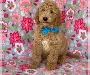 Goldendoodle Puppy for sale in LANCASTER, PA, USA