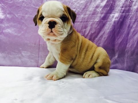 Medium Photo #1 English Bulldogge Puppy For Sale in TAMPA, FL, USA