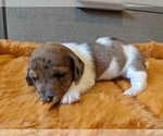 Small Photo #2 Dachshund Puppy For Sale in SWEET HOME, OR, USA