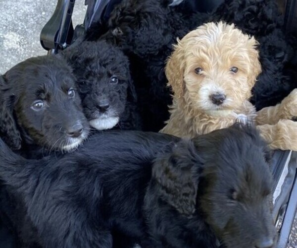 Medium Photo #1 Goldendoodle Puppy For Sale in NORTH CHARLESTON, SC, USA