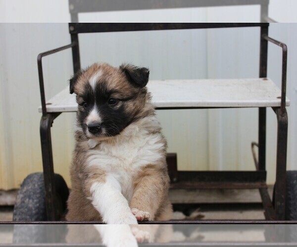 Medium Photo #3 Shollie Puppy For Sale in PENNVILLE, IN, USA