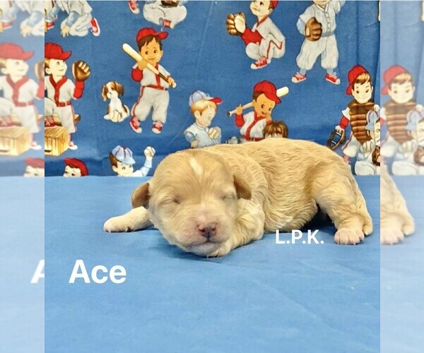 Medium Photo #1 Maltipoo Puppy For Sale in WINNSBORO, LA, USA