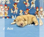 Small Maltipoo