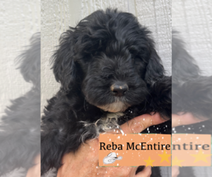 Bernedoodle-Poodle (Miniature) Mix Puppy for sale in GOLDEN, CO, USA