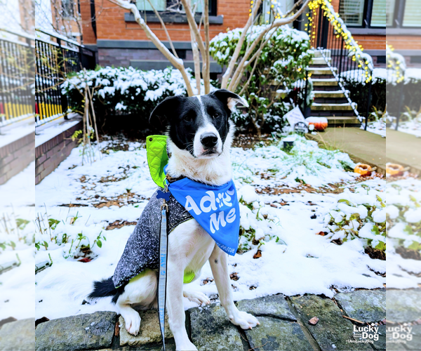 Medium Photo #3 Border Collie-Unknown Mix Puppy For Sale in Washington, DC, USA