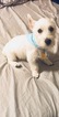 Small Photo #2 West Highland White Terrier Puppy For Sale in PHENIX CITY, AL, USA