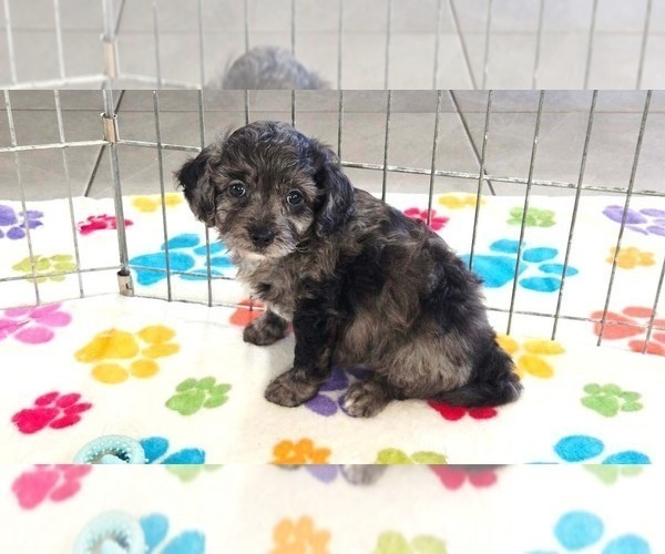 Medium Photo #7 Cavapoo (Miniature)-Poodle (Toy) Mix Puppy For Sale in ORO VALLEY, AZ, USA