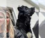 Small #4 Great Pyrenees Mix