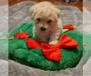 Poodle (Toy) Puppy for sale in PROSPECT, TN, USA