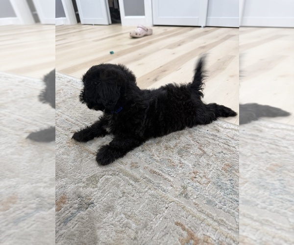 Medium Photo #2 Chi-Poo (Toy) Puppy For Sale in BROCKTON, MA, USA