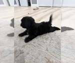 Small #1 Chi-Poo (Toy)