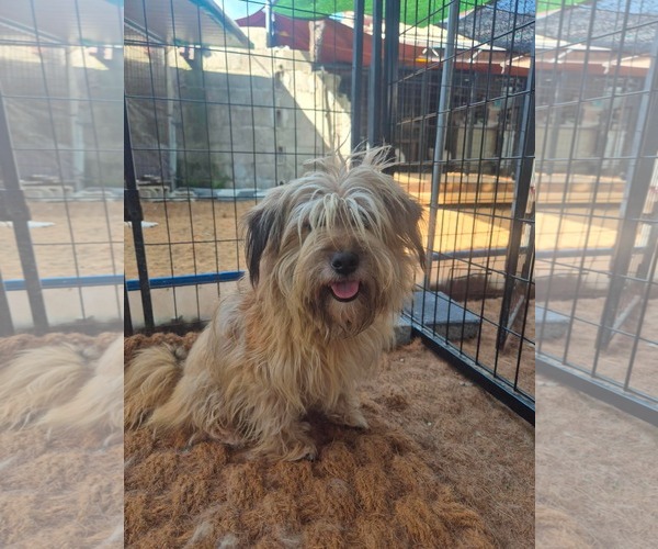Medium Photo #2 Tibetan Terrier-Wheaten Terrier Mix Puppy For Sale in Agoura Hills, CA, USA