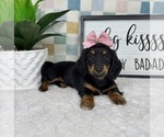 Small #1 Dachshund