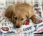 Small Photo #8 Golden Retriever Puppy For Sale in LAKELAND, FL, USA