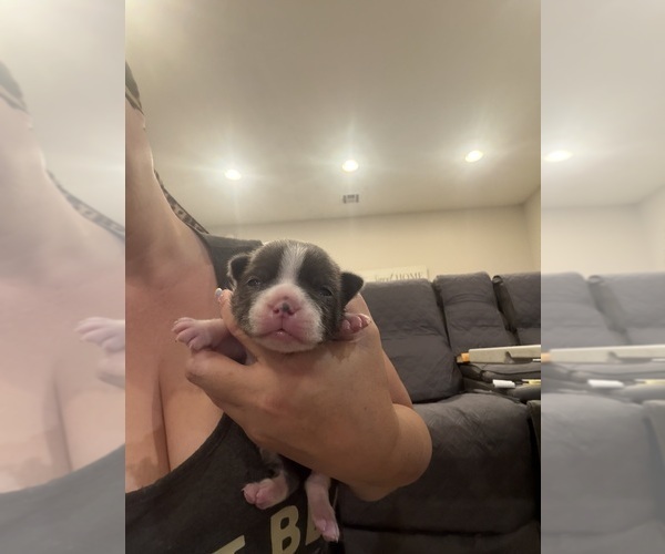 Medium Photo #4 Boston Terrier Puppy For Sale in FREDONIA, KS, USA
