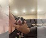 Small #3 Boston Terrier
