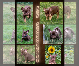French Bulldog Puppy for Sale in BRIGHTON, Colorado USA